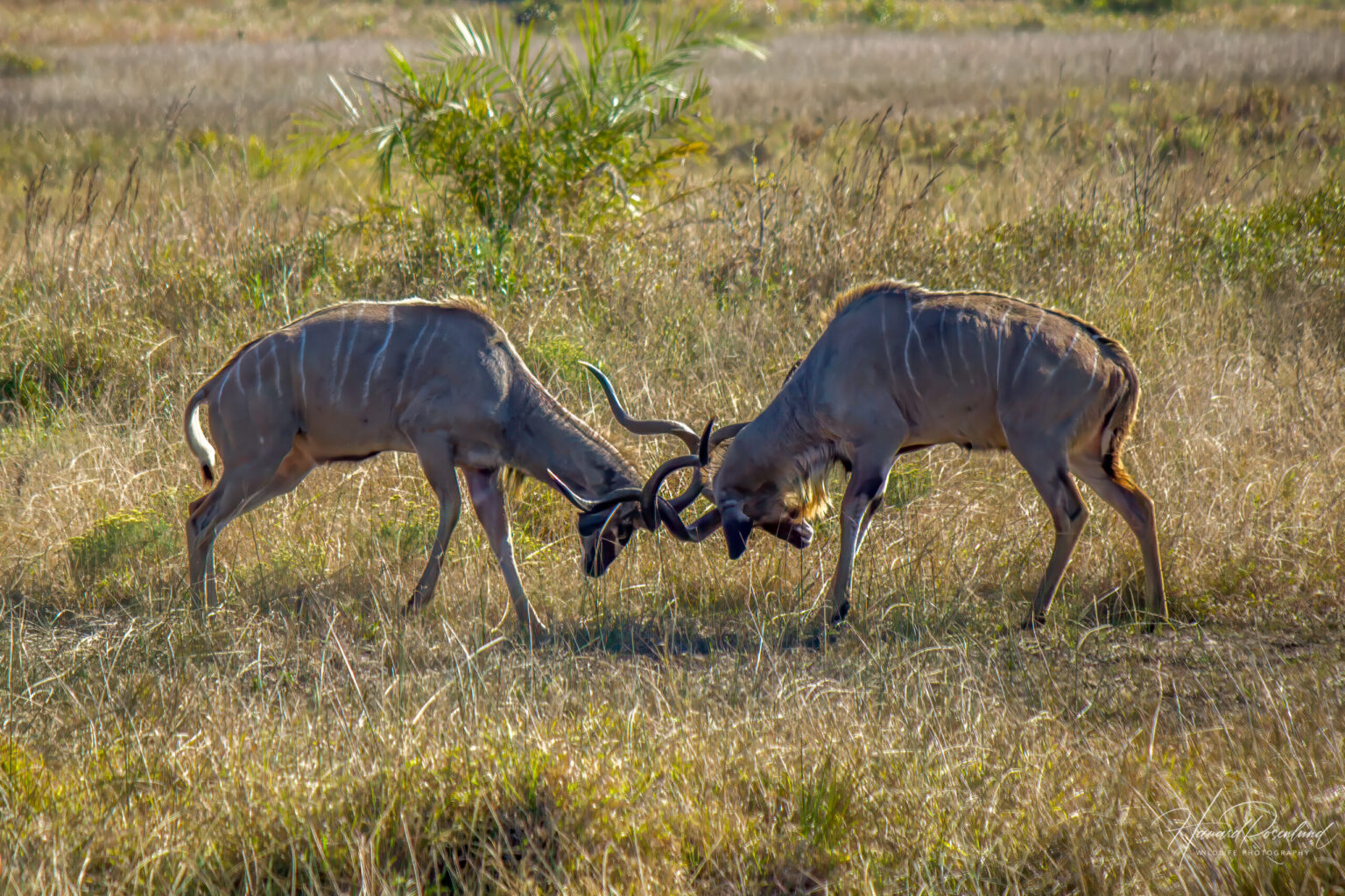 Stor Kudu (Tragelaphus strepsiceros) @ Eastern Shores - iSimangaliso Wetland Park, Sør-Afrika. Foto: Håvard Rosenlund