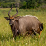 Nyala (Tragelaphus angasii) - Male @ Tembe Elephant Park, South Africa. Photo: Håvard Rosenlund