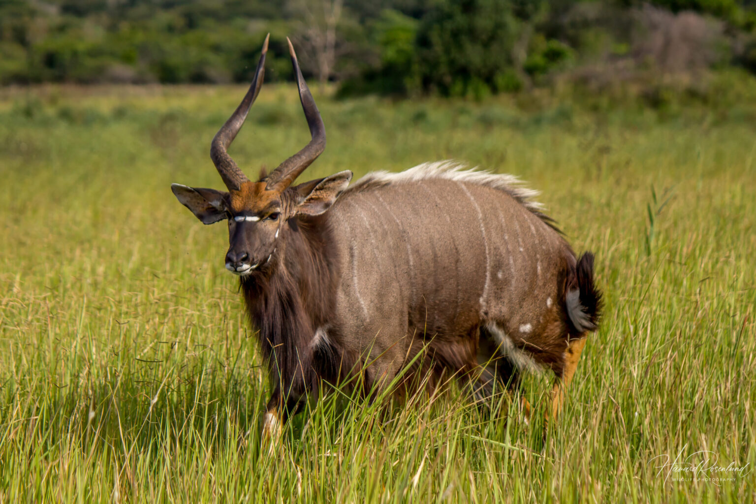 Nyala (Tragelaphus angasii) - Male @ Tembe Elephant Park, South Africa. Photo: Håvard Rosenlund