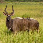 Nyala (Tragelaphus angasii) - Male @ Tembe Elephant Park, South Africa. Photo: Håvard Rosenlund