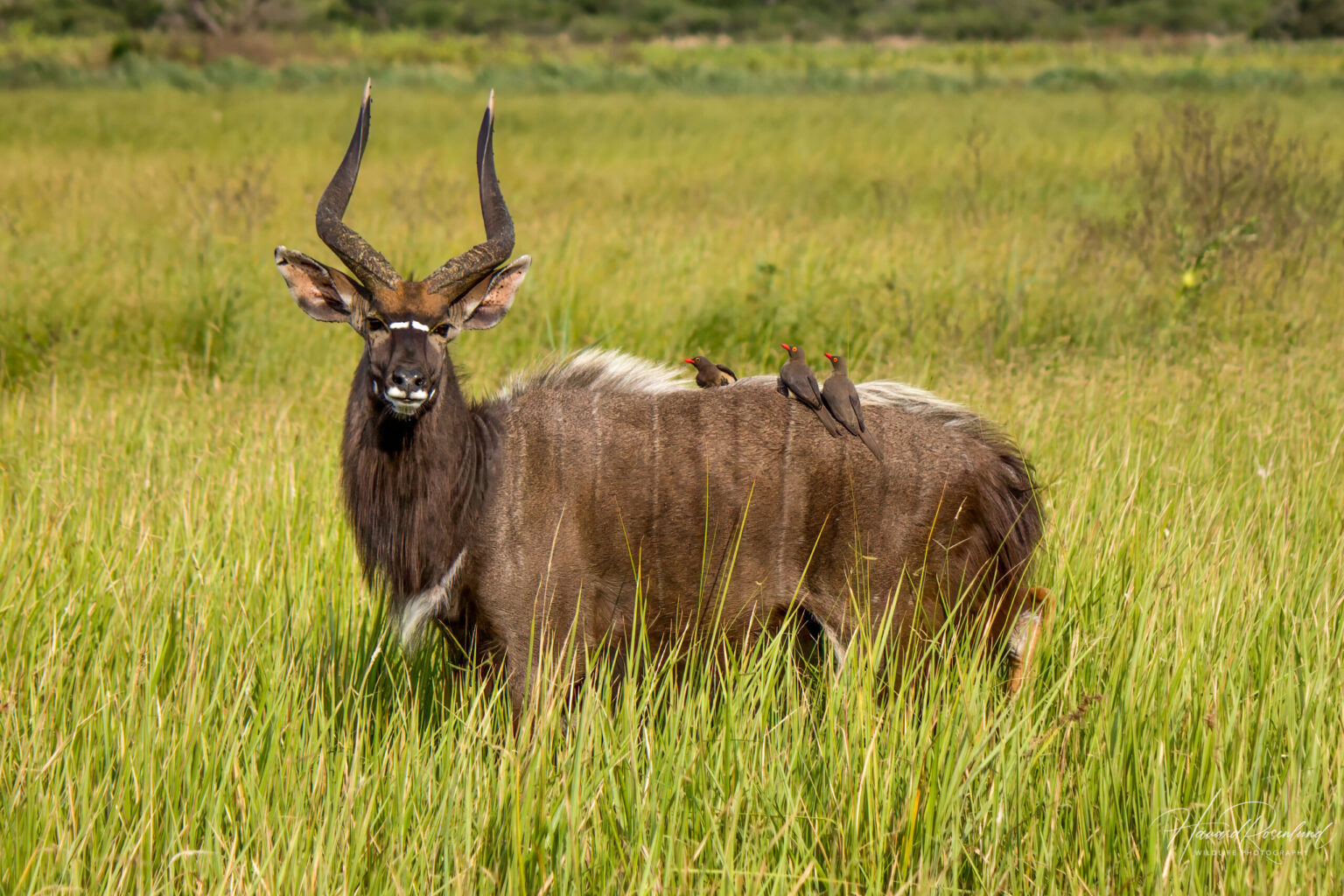 Nyala (Tragelaphus angasii) - Male @ Tembe Elephant Park, South Africa. Photo: Håvard Rosenlund