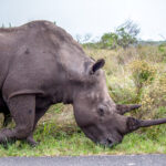 White Rhinoceros (Ceratotherium simum) @ Eastern Shores - iSimangaliso Wetland Park, South Africa. Photo: Håvard Rosenlund