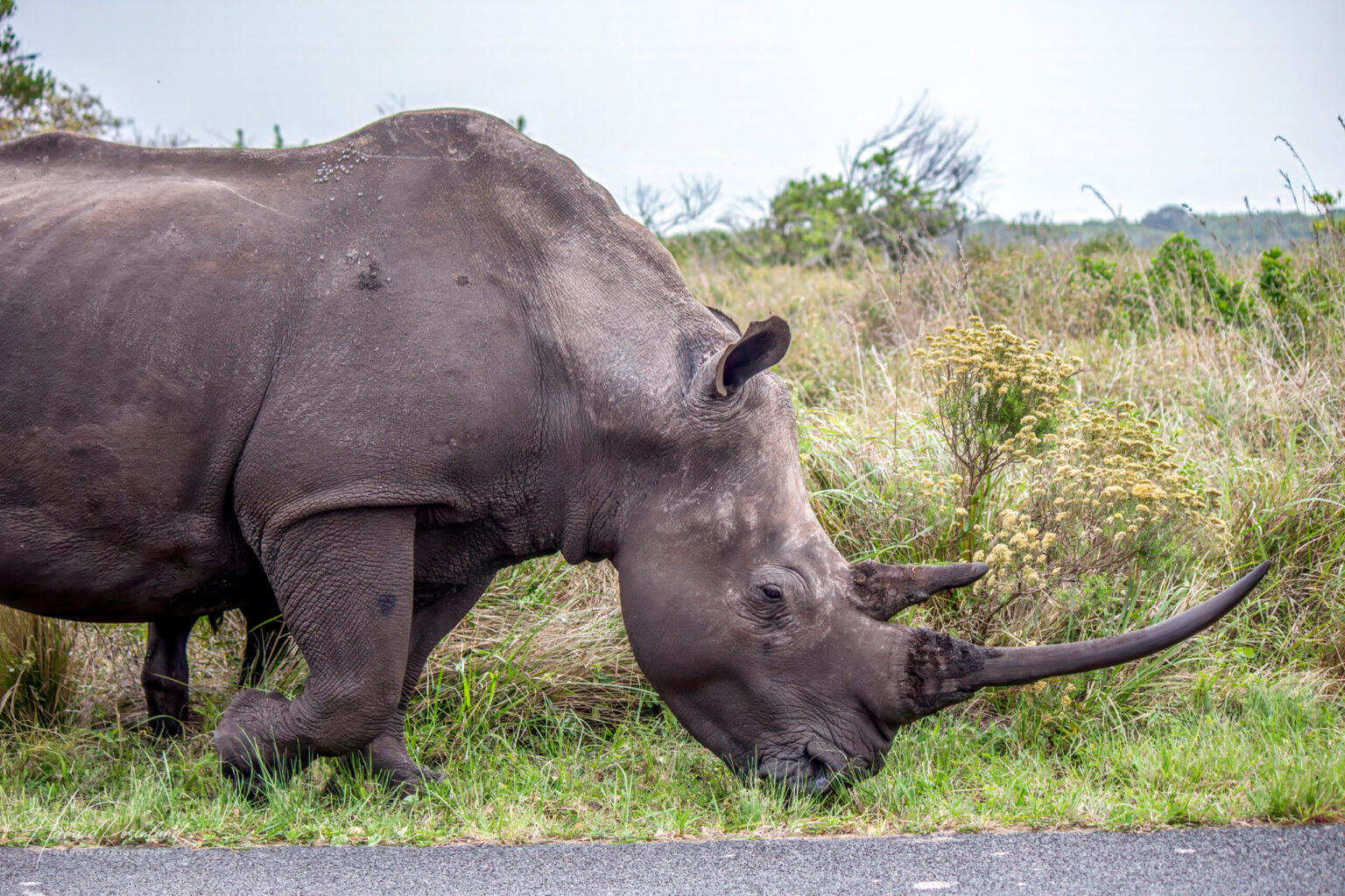 White Rhinoceros (Ceratotherium simum) @ Eastern Shores - iSimangaliso Wetland Park, South Africa. Photo: Håvard Rosenlund
