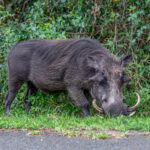 Common Warthog (Phacochoerus africanus) @ Eastern Shores - iSimangaliso Wetland Park, South Africa. Photo: Håvard Rosenlund
