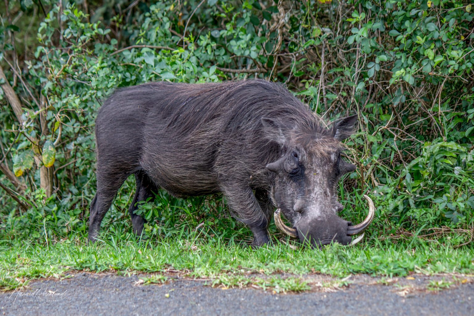 Common Warthog (Phacochoerus africanus) @ Eastern Shores - iSimangaliso Wetland Park, South Africa. Photo: Håvard Rosenlund