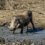 Common Warthog (Phacochoerus africanus) @ Hluhluwe-iMfolozi Park, South Africa. Photo: Håvard Rosenlund