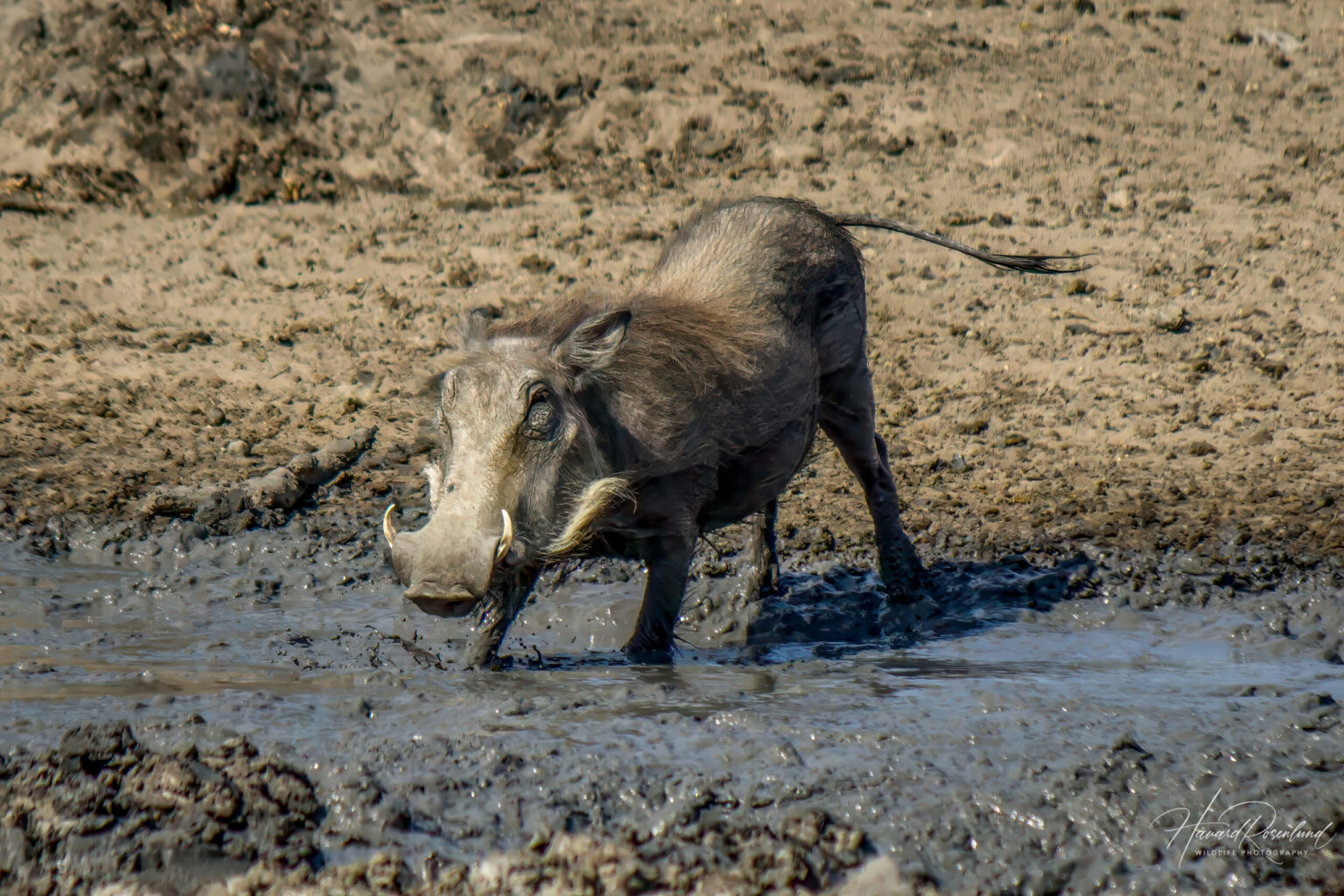 Common Warthog (Phacochoerus africanus) @ Hluhluwe-iMfolozi Park, South Africa. Photo: Håvard Rosenlund