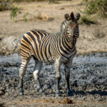Plains Zebra (Equus quagga) @ Hluhluwe-iMfolozi Park, South Africa. Photo: Håvard Rosenlund