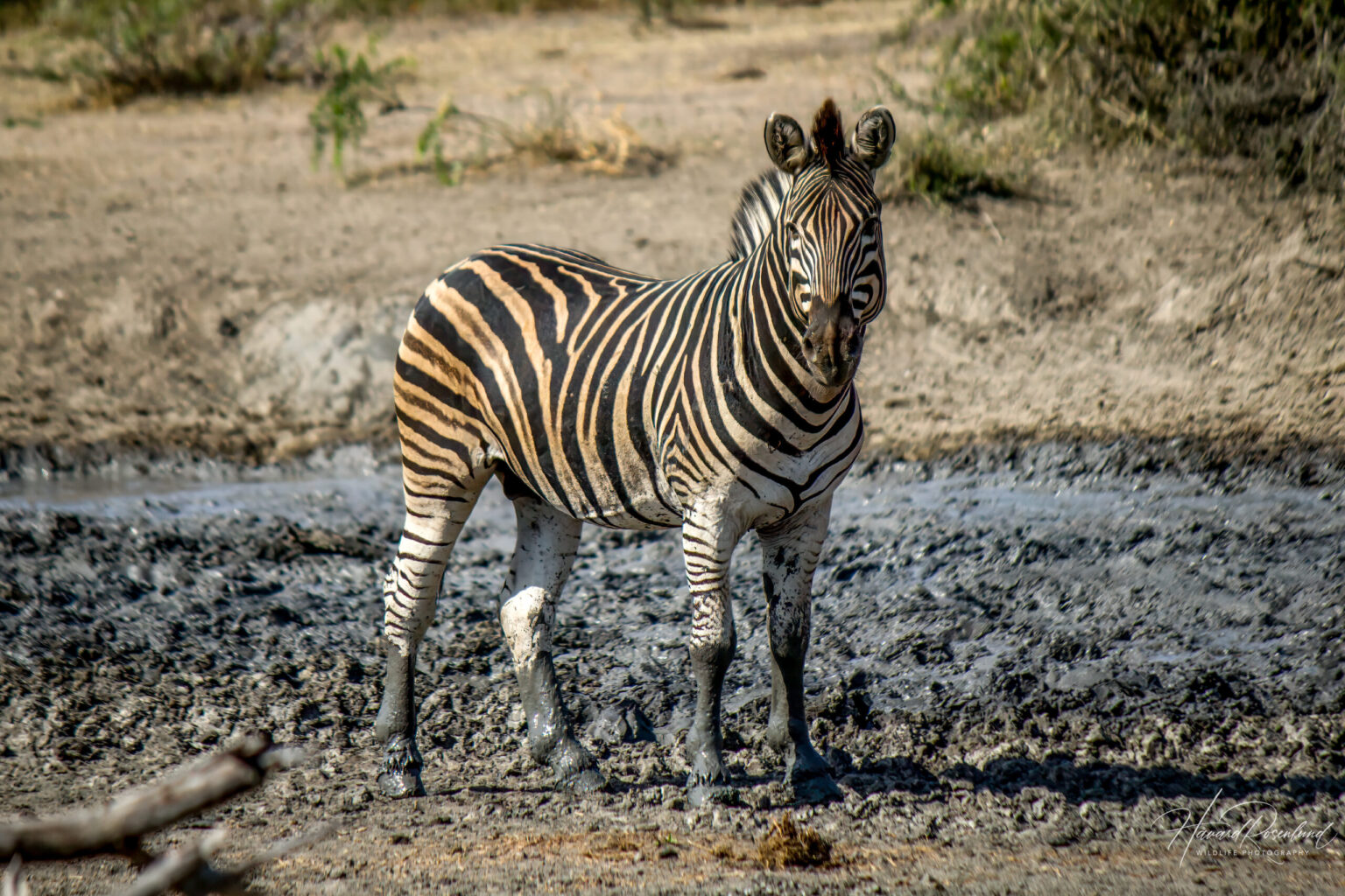 Plains Zebra (Equus quagga) @ Hluhluwe-iMfolozi Park, South Africa. Photo: Håvard Rosenlund