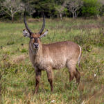 Common Waterbuck (Kobus ellipsiprymnus) @ Eastern Shores - iSimangaliso Wetland Park, South Africa. Photo: Håvard Rosenlund