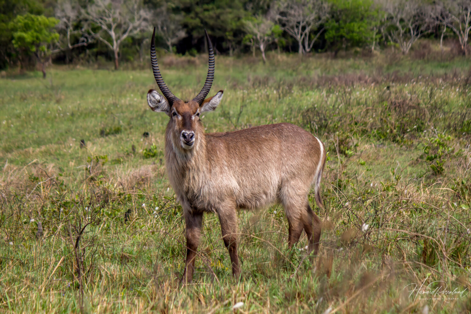 Common Waterbuck (Kobus ellipsiprymnus) @ Eastern Shores - iSimangaliso Wetland Park, South Africa. Photo: Håvard Rosenlund