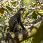 Samango Monkey (Cercopithecus mitis erythrarchus) @ Cape Vidal - iSimangaliso Wetland Park, South Africa. Photo: Håvard Rosenlund