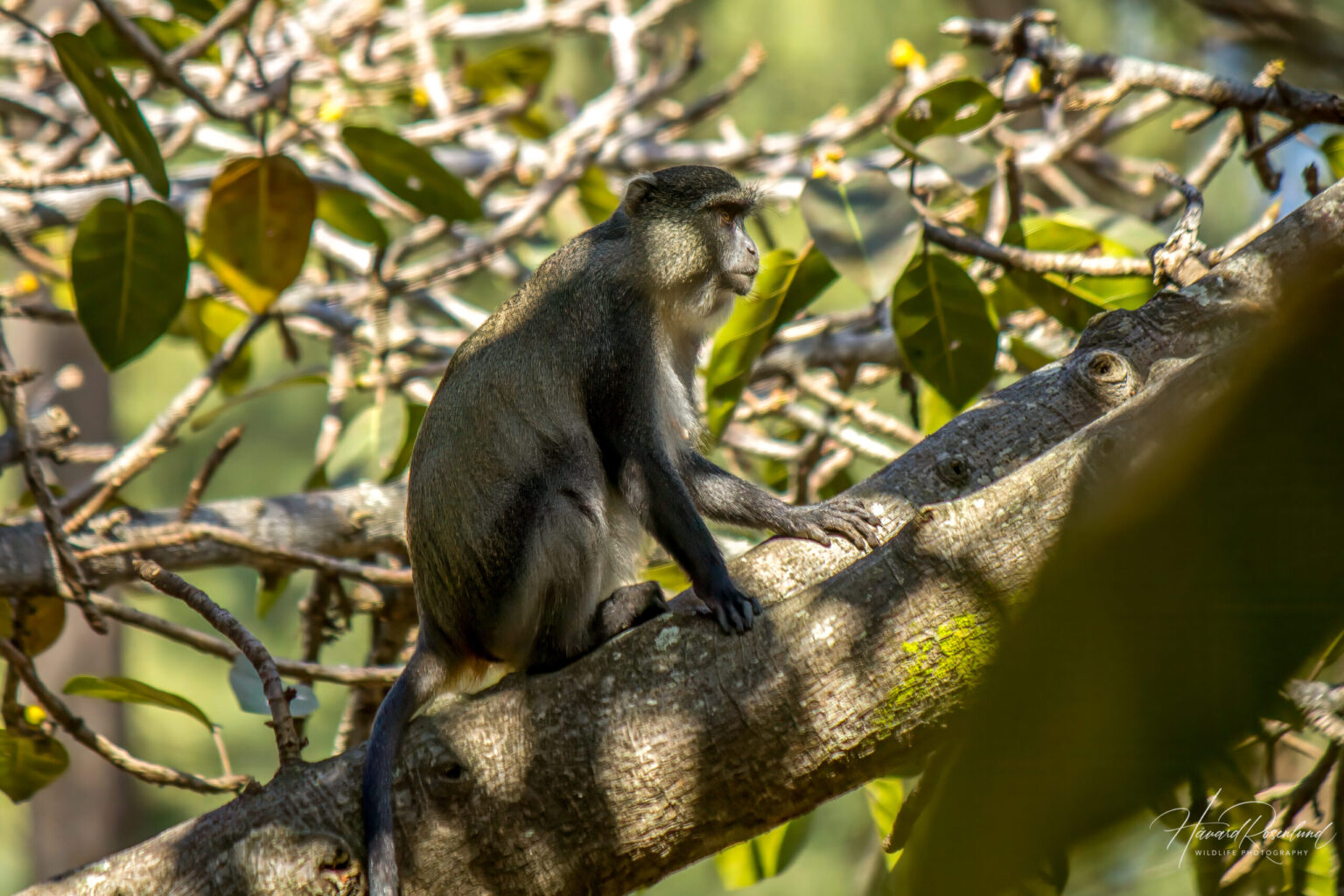 Samango Monkey (Cercopithecus mitis erythrarchus) @ Cape Vidal - iSimangaliso Wetland Park, South Africa. Photo: Håvard Rosenlund