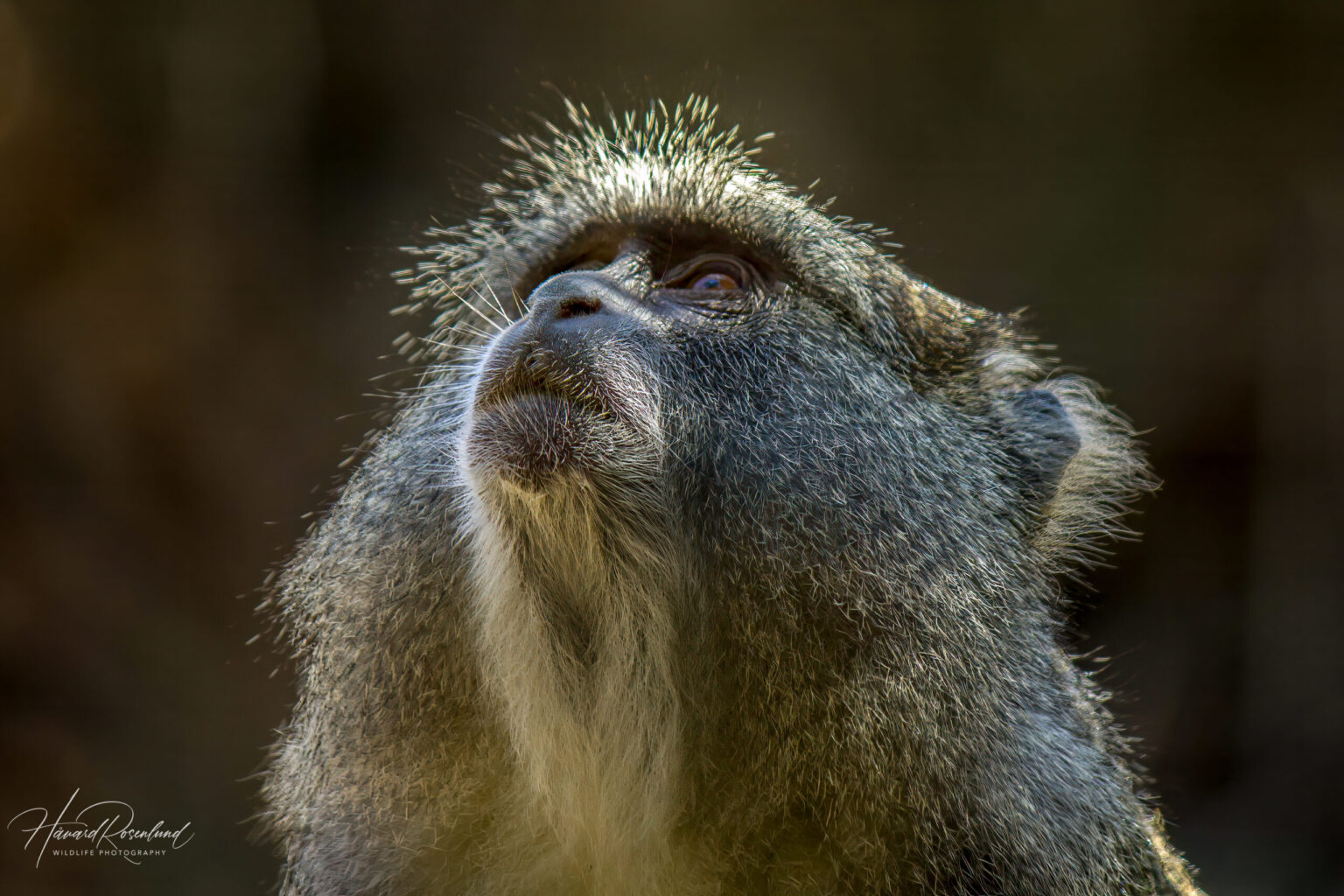 Samango Monkey (Cercopithecus mitis erythrarchus) @ Cape Vidal - iSimangaliso Wetland Park, South Africa. Photo: Håvard Rosenlund