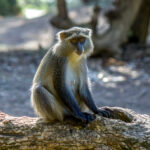 Samango Monkey (Cercopithecus mitis erythrarchus) @ Cape Vidal - iSimangaliso Wetland Park, South Africa. Photo: Håvard Rosenlund