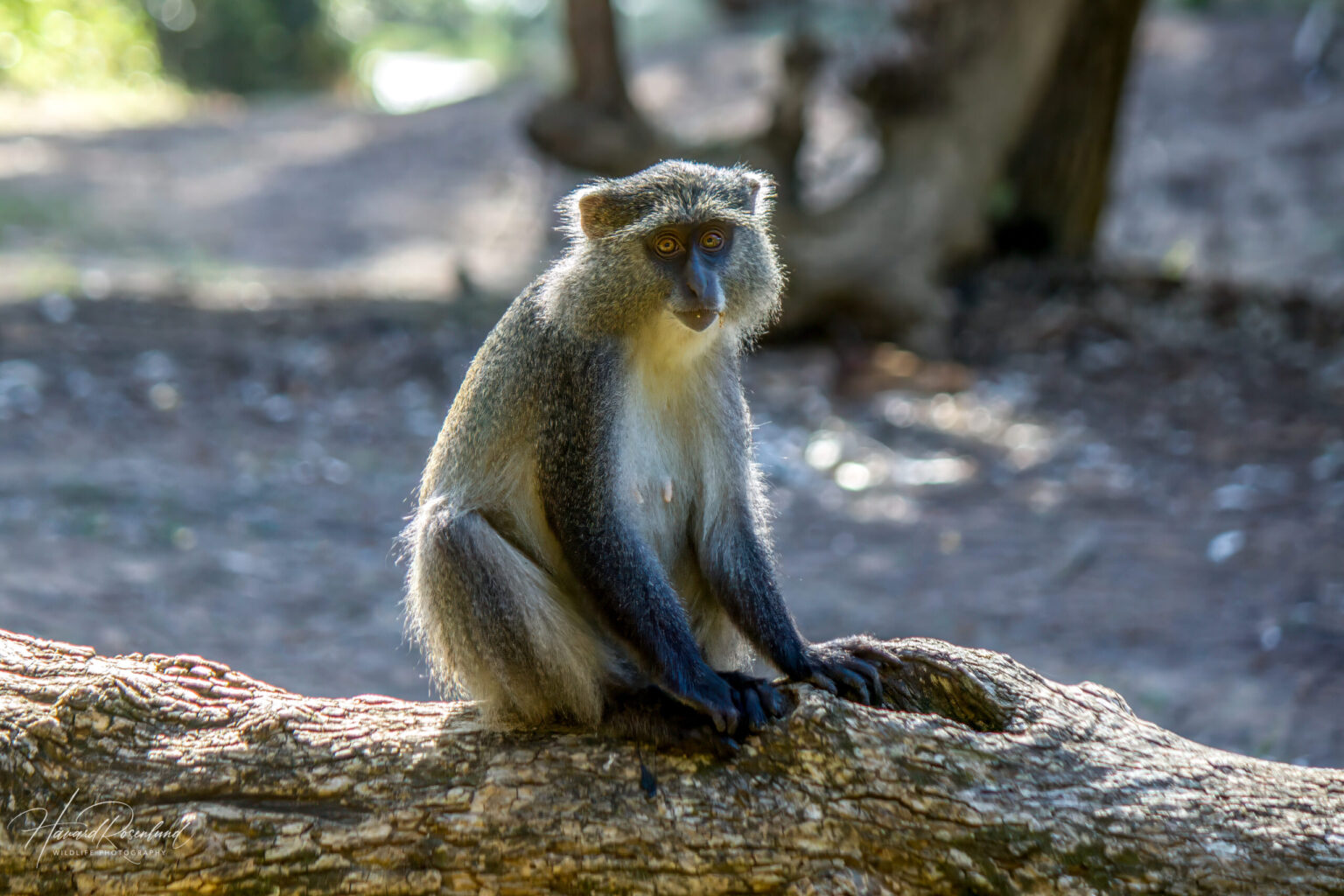 Samango Monkey (Cercopithecus mitis erythrarchus) @ Cape Vidal - iSimangaliso Wetland Park, South Africa. Photo: Håvard Rosenlund