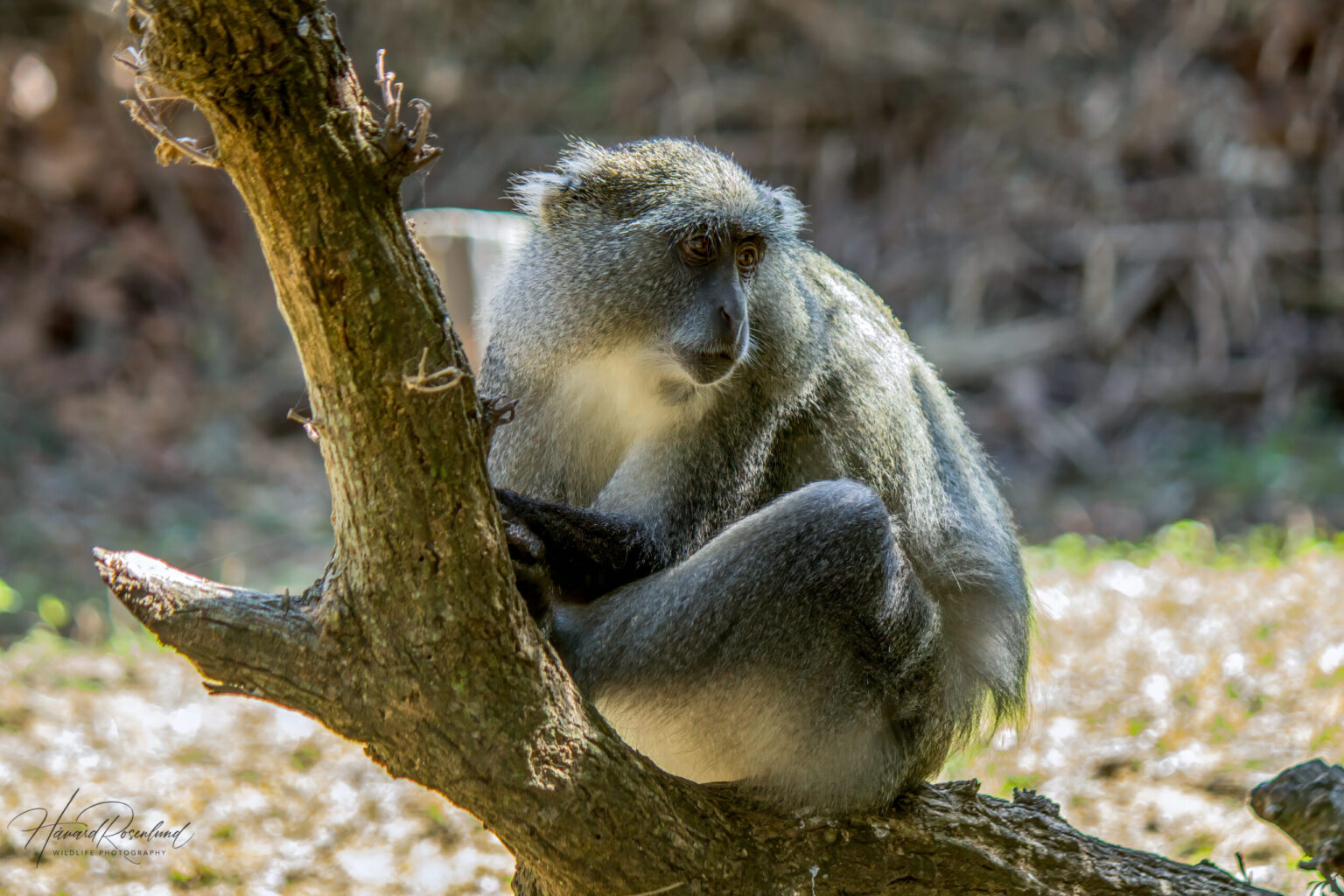 Samango Monkey (Cercopithecus mitis erythrarchus) @ Cape Vidal - iSimangaliso Wetland Park, South Africa. Photo: Håvard Rosenlund