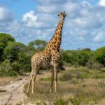 Southern Giraffe (Giraffa giraffa) @ Tembe Elephant Park, South Africa. Photo: Håvard Rosenlund