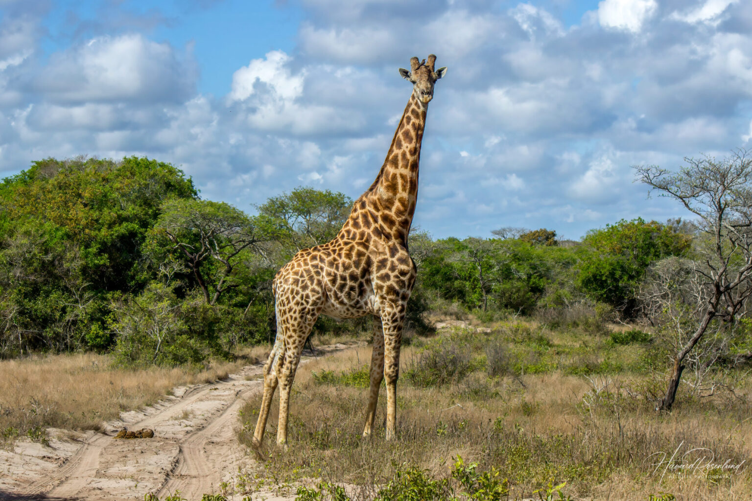 Southern Giraffe (Giraffa giraffa) @ Tembe Elephant Park, South Africa. Photo: Håvard Rosenlund