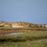 Nile Crocodile (Crocodylus niloticus) @ Ndumo Game Reserve, South Africa. Photo: Håvard Rosenlund