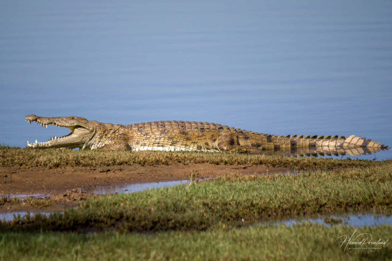 Nile Crocodile (Crocodylus niloticus) @ Ndumo Game Reserve, South Africa. Photo: Håvard Rosenlund