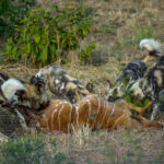 African Wild Dog (Lycaon pictus) @ Tembe Elephant Park, South Africa. Photo: Håvard Rosenlund