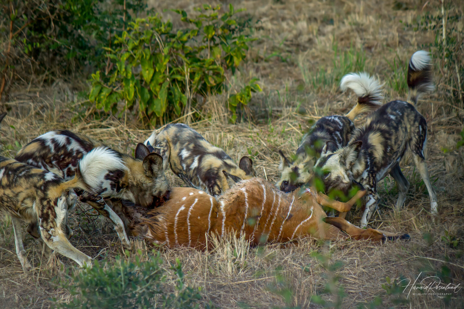 African Wild Dog (Lycaon pictus) @ Tembe Elephant Park, South Africa. Photo: Håvard Rosenlund