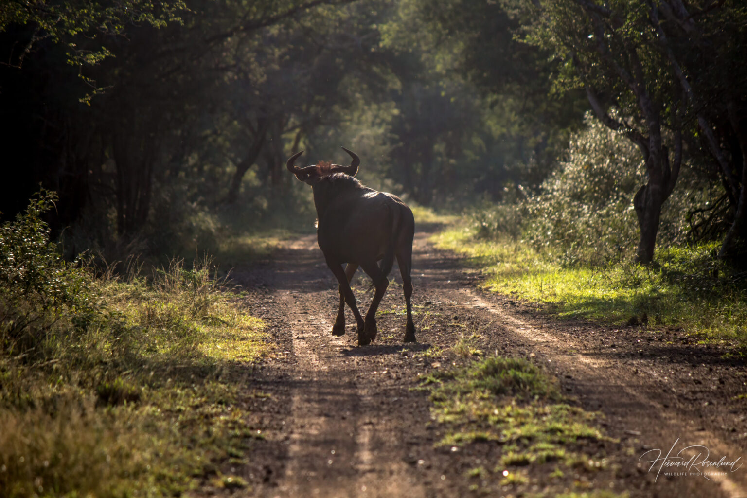 Stripegnu (Connochaetes taurinus) @ Ndumo Game Reserve, Sør-Afrika. Foto: Håvard Rosenlund