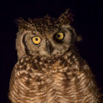 Spotted Eagle-Owl (Bubo africanus) @ Eastern Shores - iSimangaliso Wetland Park, South Africa. Photo: Håvard Rosenlund