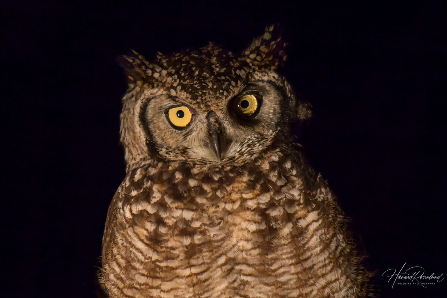 Spotted Eagle-Owl (Bubo africanus) @ Eastern Shores - iSimangaliso Wetland Park, South Africa. Photo: Håvard Rosenlund
