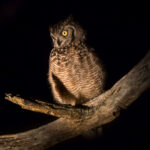 Spotted Eagle-Owl (Bubo africanus) @ Eastern Shores - iSimangaliso Wetland Park, South Africa. Photo: Håvard Rosenlund