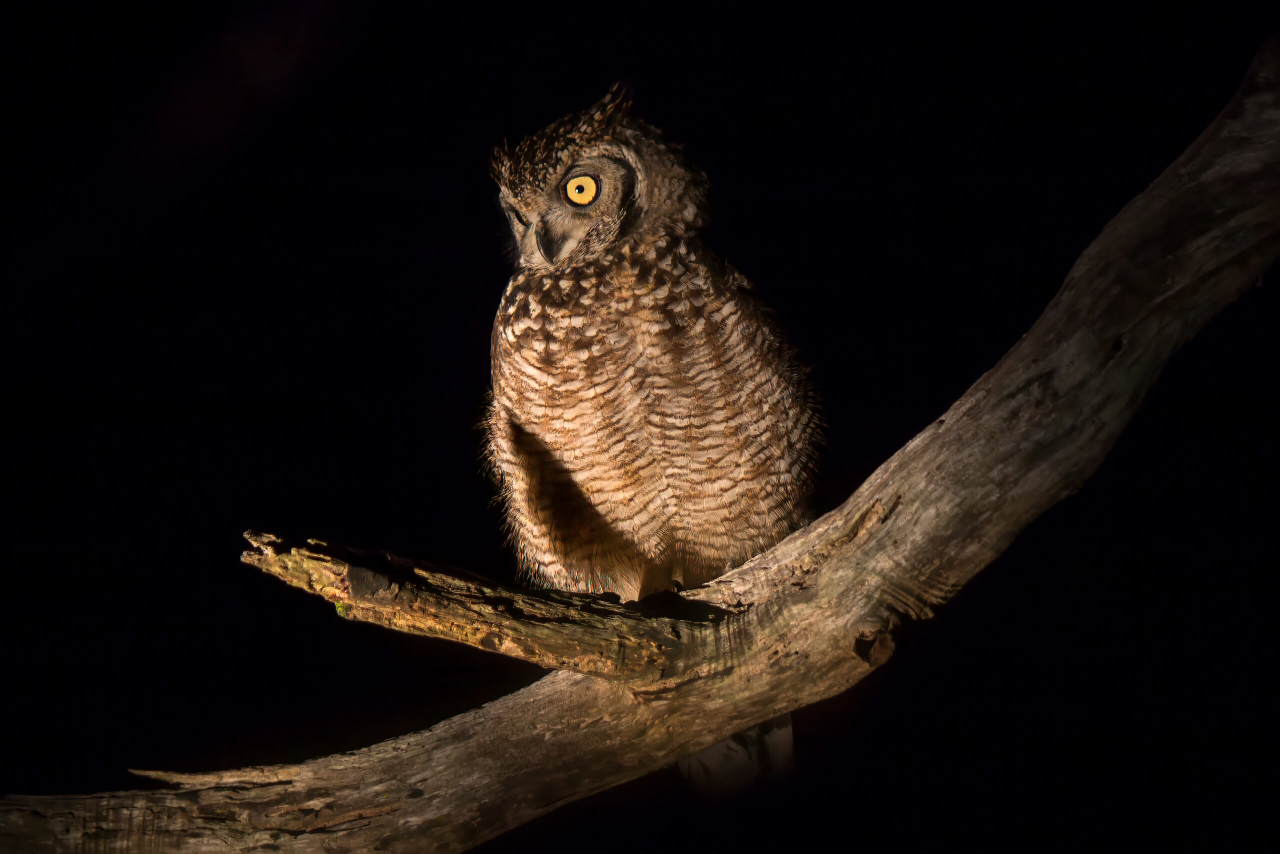 Spotted Eagle-Owl (Bubo africanus) @ Eastern Shores - iSimangaliso Wetland Park, South Africa. Photo: Håvard Rosenlund