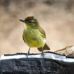 Yellow-bellied Greenbul (Chlorocichla flaviventris) @ Tembe Elephant Park, South Africa. Photo: Håvard Rosenlund
