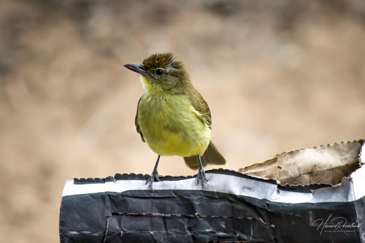 Yellow-bellied Greenbul (Chlorocichla flaviventris) @ Tembe Elephant Park, South Africa. Photo: Håvard Rosenlund