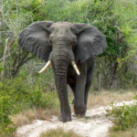 African Bush Elephant (Loxodonta africana) @ Tembe Elephant Park, South Africa. Photo: Håvard Rosenlund