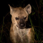 Spotted Hyena (Crocuta crocuta) @ Eastern Shores - iSimangaliso Wetland Park, South Africa. Photo: Håvard Rosenlund