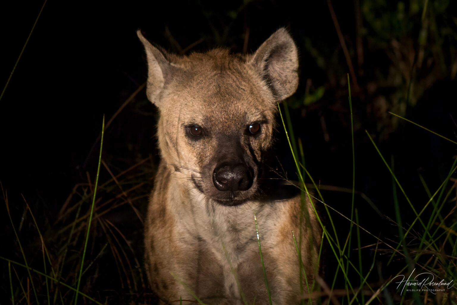 Spotted Hyena (Crocuta crocuta) @ Eastern Shores - iSimangaliso Wetland Park, South Africa. Photo: Håvard Rosenlund