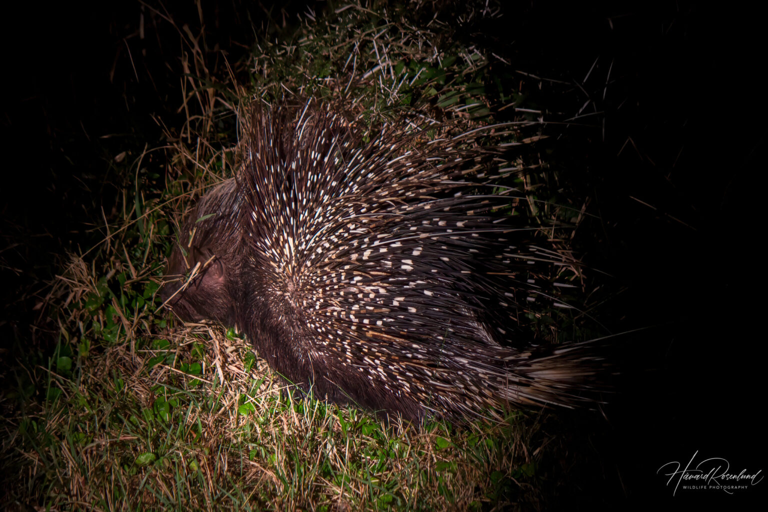 Cape Porcupine (Hystrix africaeaustralis) @ Eastern Shores - iSimangaliso Wetland Park, South Africa. Photo: Håvard Rosenlund