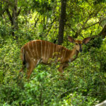 Nyala (Tragelaphus angasii) - Female @ Tembe Elephant Park, South Africa. Photo: Håvard Rosenlund