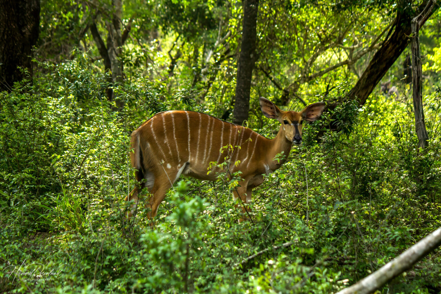Nyala (Tragelaphus angasii) - Female @ Tembe Elephant Park, South Africa. Photo: Håvard Rosenlund