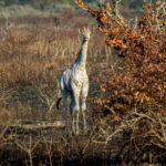 Southern Giraffe (Giraffa giraffa) @ Tembe Elephant Park, South Africa. Photo: Håvard Rosenlund