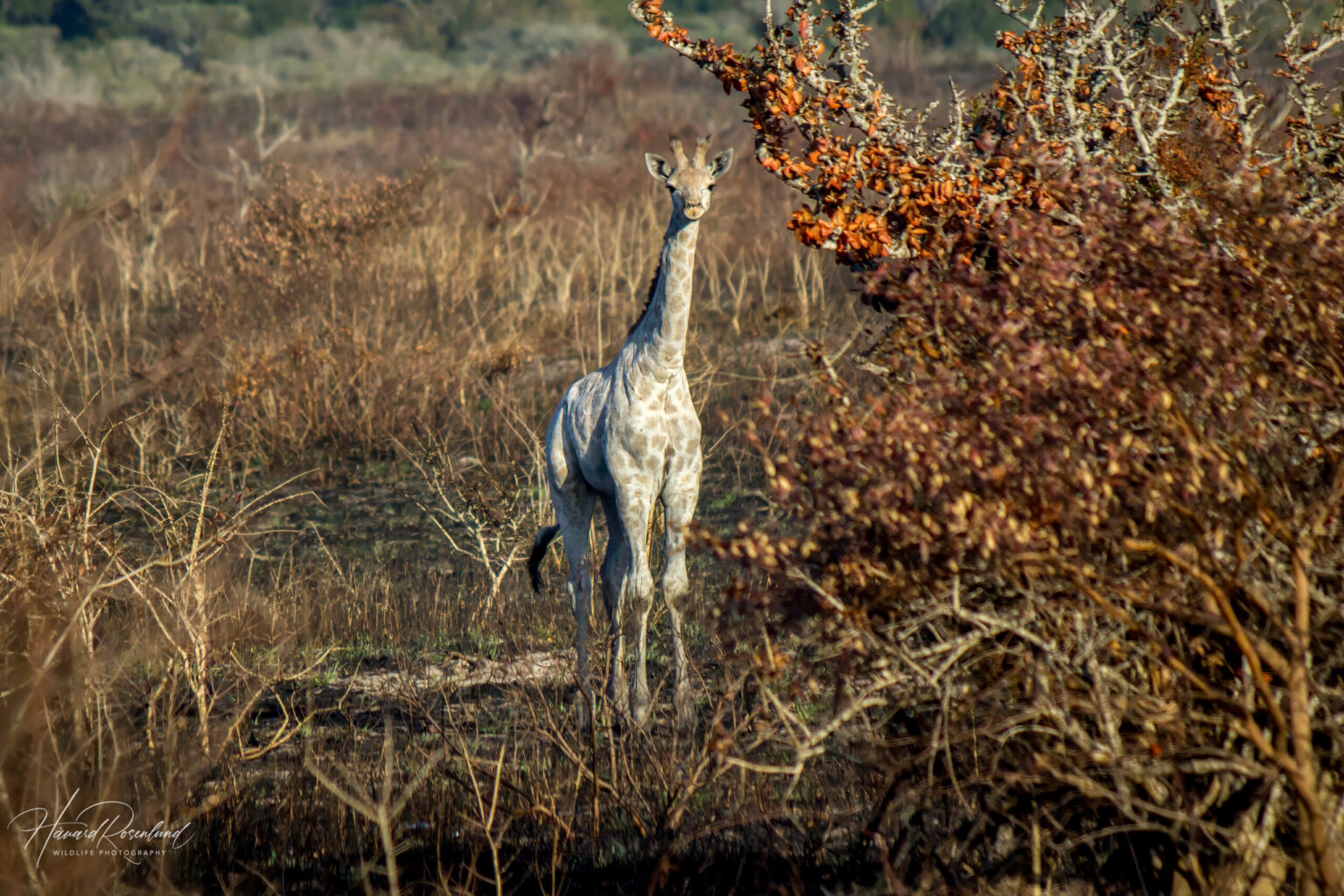 Southern Giraffe (Giraffa giraffa) @ Tembe Elephant Park, South Africa. Photo: Håvard Rosenlund