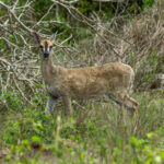 Common Duiker (Sylvicapra grimmia) @ Tembe Elephant Park, South Africa. Photo: Håvard Rosenlund