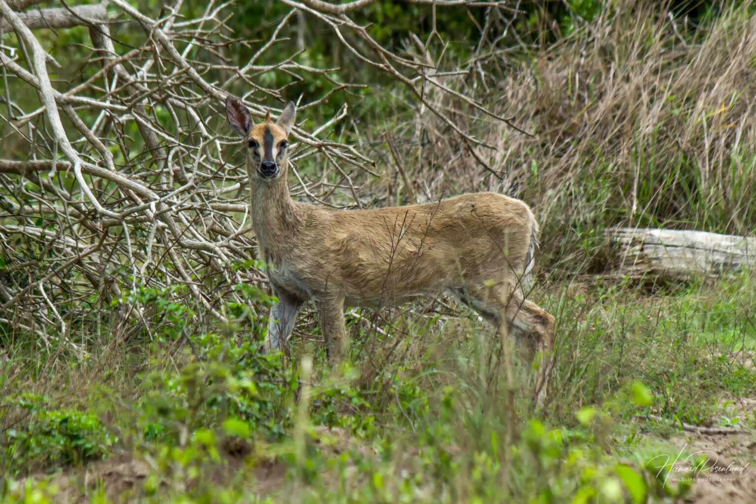 Common Duiker (Sylvicapra grimmia) @ Tembe Elephant Park, South Africa. Photo: Håvard Rosenlund