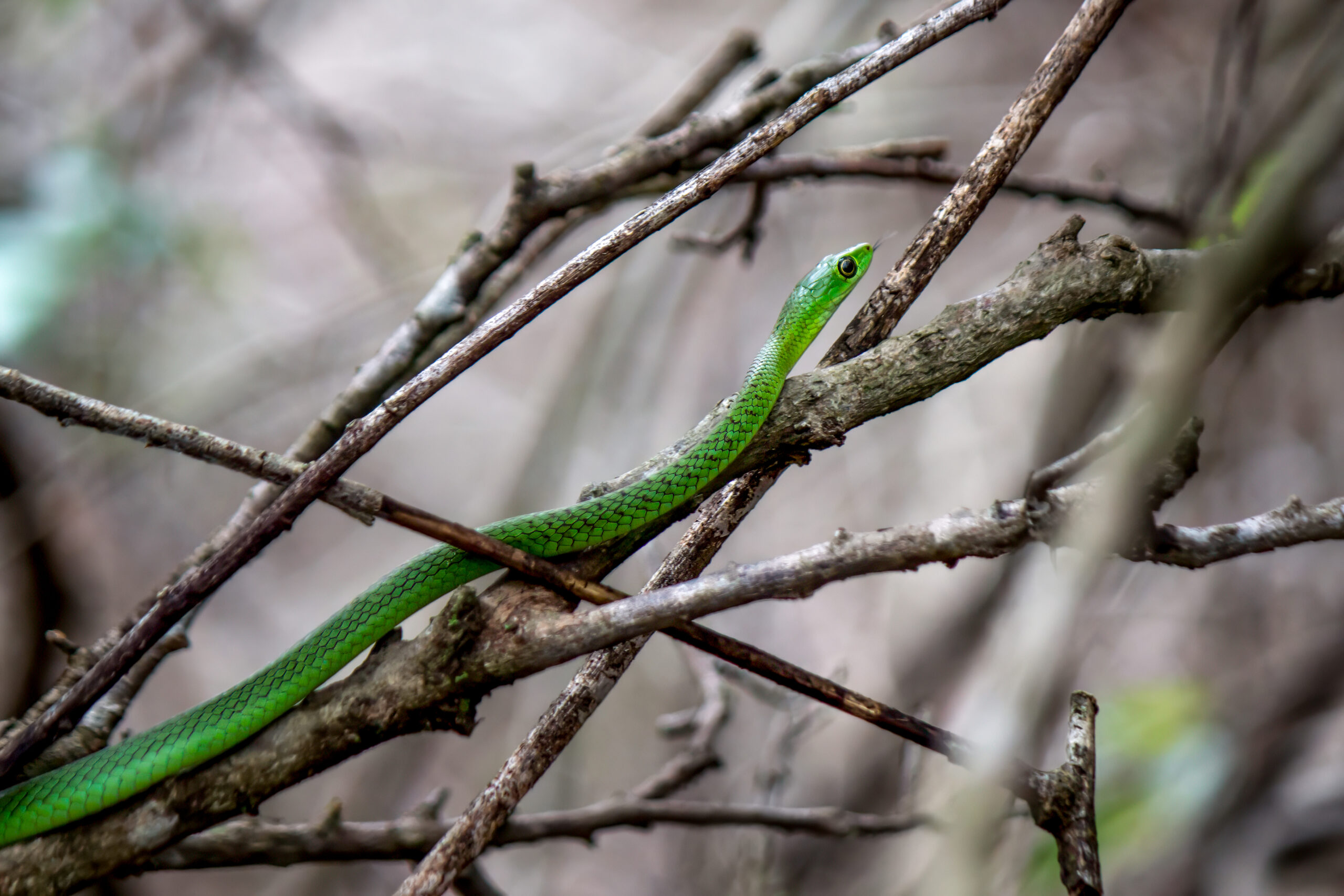 Eastern Natal Green Snake (Philothamnus natalensis) @ Tembe Elephant Park, South Africa. Photo: Håvard Rosenlund