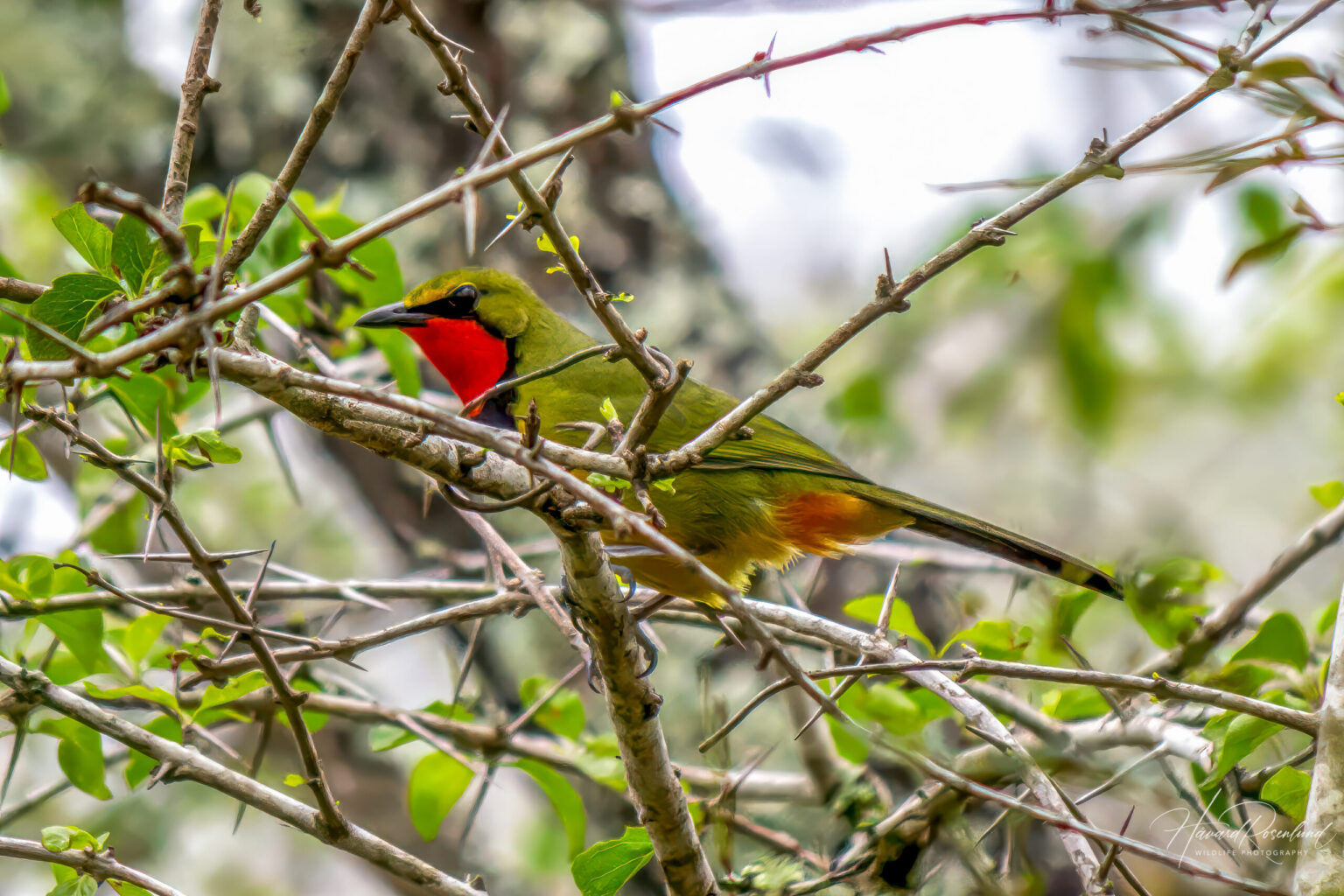Gorgeous Bushshrike (Telophorus viridis) @ Tembe Elephant Park, South Africa. Photo: Håvard Rosenlund