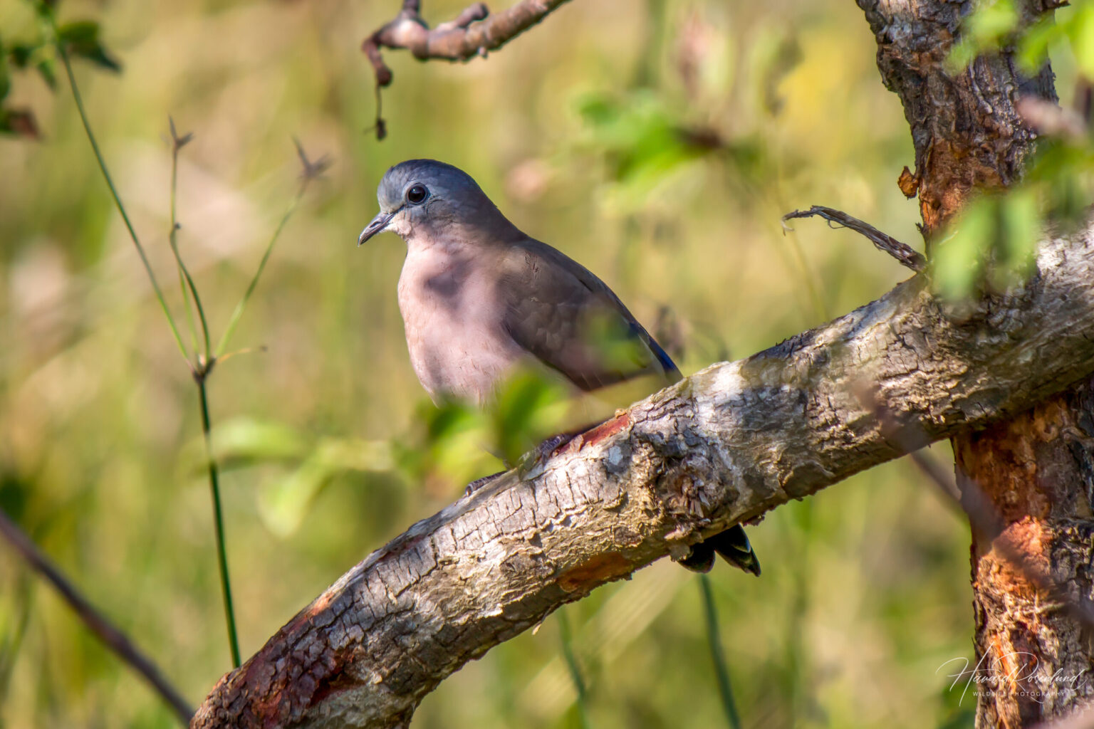 Emerald-spotted Wood-dove (Turtur chalcospilos) @ Eastern Shores - iSimangaliso Wetland Park, South Africa. Photo: Håvard Rosenlund