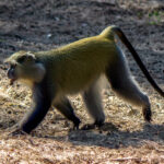 Samango Monkey (Cercopithecus mitis erythrarchus) @ Cape Vidal - iSimangaliso Wetland Park, South Africa. Photo: Håvard Rosenlund