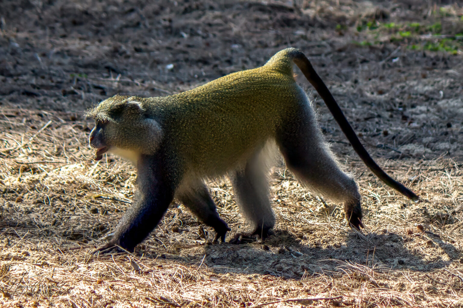 Samango Monkey (Cercopithecus mitis erythrarchus) @ Cape Vidal - iSimangaliso Wetland Park, South Africa. Photo: Håvard Rosenlund