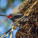 Black-tailed Waxbill (Glaucestrilda perreini) @ Tembe Elephant Park, South Africa. Photo: Håvard Rosenlund